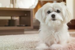 hong-kong-maltese-dog-names