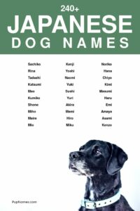 japanese-dog-names-for-male-puppies