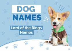 lord-of-the-rings-dog-names