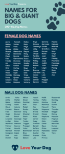 male-dog-names-for-big-dogs
