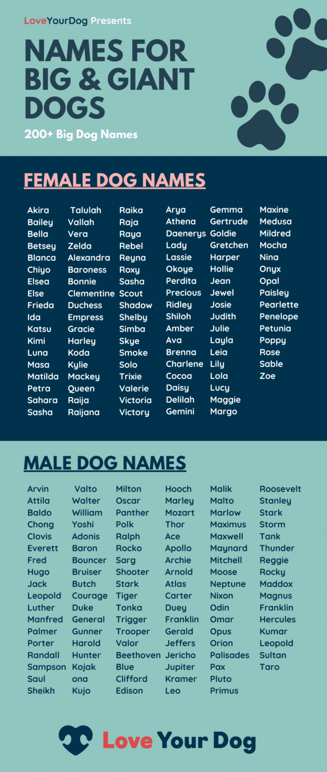 Male Dog Names for Big Dogs