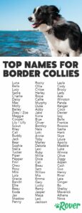 Male Dog Names for Border Collies male-dog-names-for-border-collies