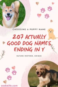 male-dog-names-that-end-in-ie-or-y