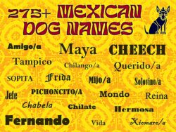 mexican-dog-names-for-female-chihuahuas
