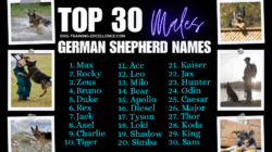 military-dog-names-for-german-shepherds