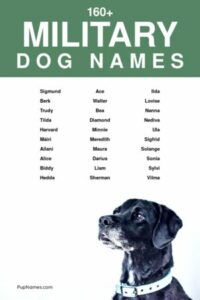 military-inspired-female-dog-names