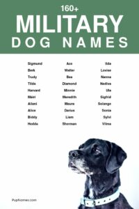 military-inspired-male-dog-names