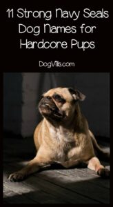 Navy Seal Dog Names Male navy-seal-dog-names-male