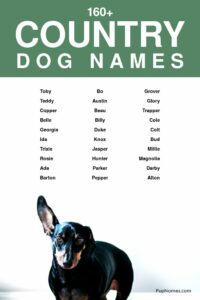 north-carolina-themed-dog-names