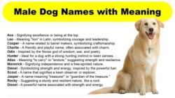 Powerful Dog Names Male with Meaning powerful-dog-names-male-with-meaning