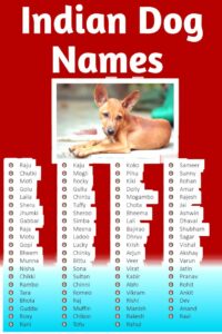 american-indian-female-dog-names