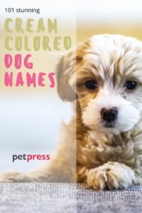 cream-colored-dog-names-male
