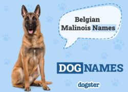 Dog Names For Male Belgian Malinois dog-names-for-male-belgian-malinois