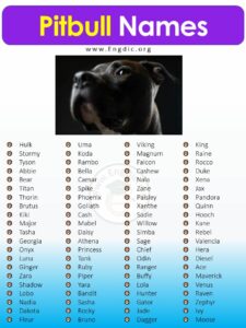dog-names-for-male-blue-pitbull