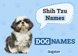 dog-names-for-male-shih-tzu-puppies