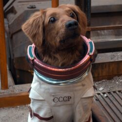 Dog Names From Guardians Of The Galaxy dog-names-from-guardians-of-the-galaxy