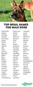 royal-dog-names-male-with-meaning