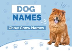 chinese-dog-names-for-chow-chow