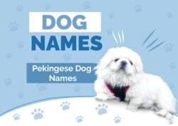 Chinese Dog Names for Pekingese chinese-dog-names-for-pekingese