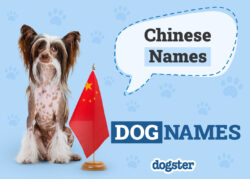 chinese-female-dog-names-and-meanings