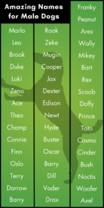 dog-names-that-go-with-ace