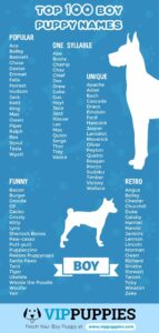 dog-names-that-go-with-bailey