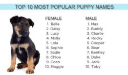 dog-names-that-go-with-bella