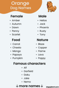 dog-names-that-go-with-copper