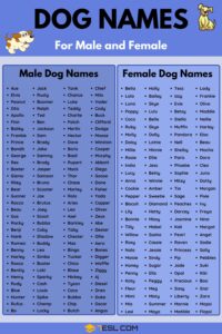 dog-names-that-go-with-gus