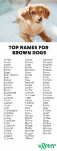 Dog Names That Go With Honey dog-names-that-go-with-honey