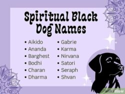 Dog Names That Go With Karma dog-names-that-go-with-karma