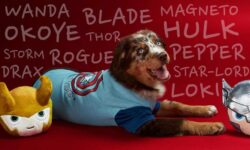 dog-names-that-go-with-loki