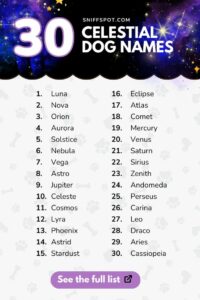 Dog Names That Go With Luna dog-names-that-go-with-luna