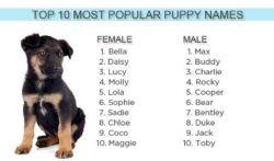 dog-names-that-go-with-max