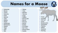 dog-names-that-go-with-moose