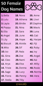 dog-names-that-go-with-nova