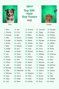 dog-names-that-go-with-oliver