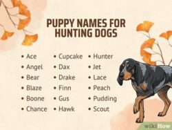 dog-names-that-go-with-scout