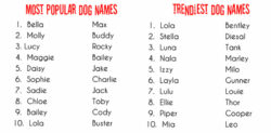 Dog Names That Rhyme With Lady dog-names-that-rhyme-with-lady