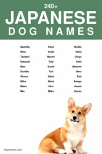 japanese-dog-names-that-start-with-k