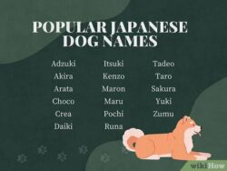 japanese-female-dog-names-and-meanings