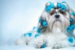 japanese-shih-tzu-dog-names
