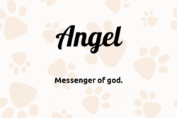 dog-names-that-mean-angel