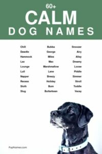 dog-names-that-mean-calm