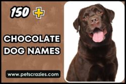 dog-names-that-mean-chocolate