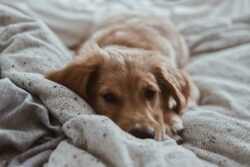 Dog Names That Mean Comfort dog-names-that-mean-comfort