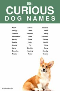 dog-names-that-mean-curious