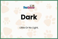 Dog Names That Mean Dark or Night dog-names-that-mean-dark-or-night