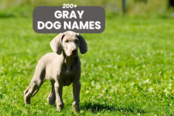 dog-names-that-mean-energetic