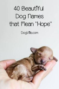 Dog Names That Mean Fate dog-names-that-mean-fate